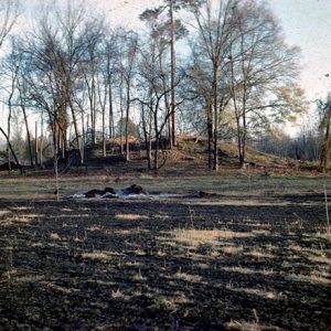 Tree-covered mound with soil in the foreground