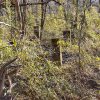 Overgrown concrete columns in forested area