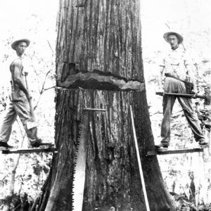 Two lumberjacks standing on a platform around a large tree