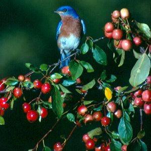 Blue bird on branch full of red berries with green background