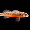 Small orange fish on black background