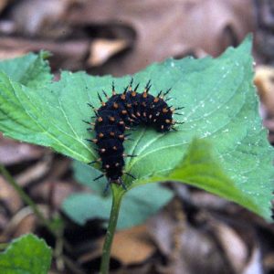 Closeup of black caterpillar with spotted spines on green leaf