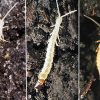 Different types of insect on cave wall with corresponding letters