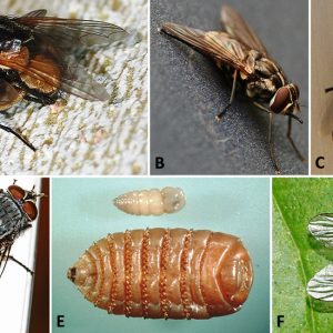 Flying insects and larvae with corresponding letters