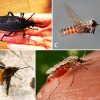 Types of flying insect with corresponding letters