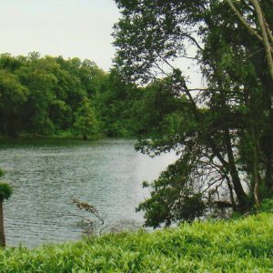 Lake with trees and green foliage