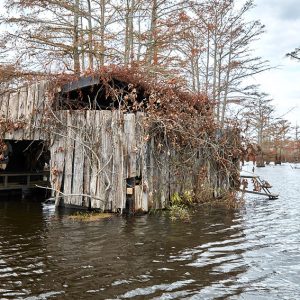 Wooden shelter in wetland area with cypress trees in the background