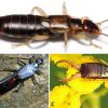 Types of earwigs with corresponding letters