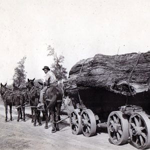 African-American man pulling a huge log with a horse-drawn wagon