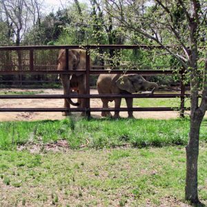 Two elephants reaching through metal fence