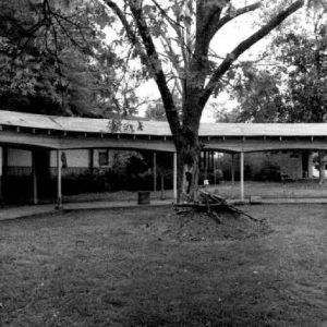 Covered walkway around forked tree in back yard