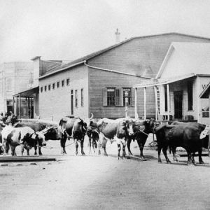 Group of men and a team of oxen with buildings behind them