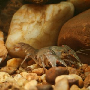 Gray crawfish with rocks