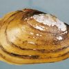 Female mussel shell