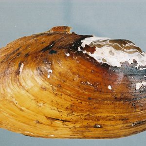 Male mussel shell