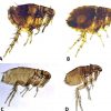 Examples of fleas with corresponding letters