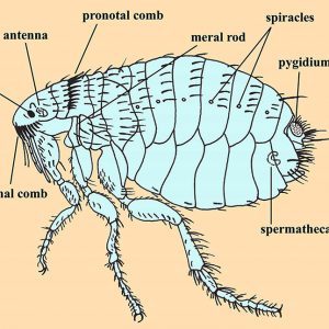 Body parts of a flea diagram with labels