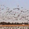 Large flock of geese on the in a field and some in flight over it