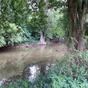 Trees and other plants alongside creek