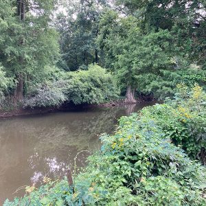 Trees and surrounding plants alongside creek