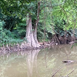 Tree and surrounding plants alongside creek