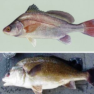 Fish with multicolored scales on green background