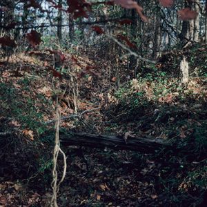 Overgrown entrenchment in forested area