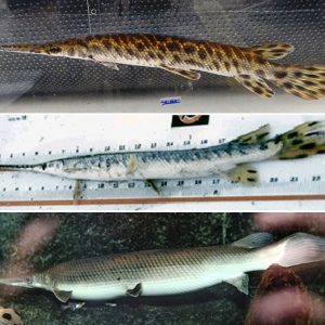 three views of gars, the first spotted with a small ruler by it, the second lying along a measurement tool, the third in water