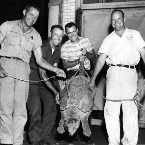 Four smiling white men showing off a large snapping turtle with a rope tied to its tail