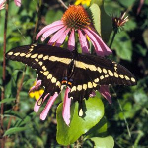 Butterfly with spread wings linear dot pattern on flower close up