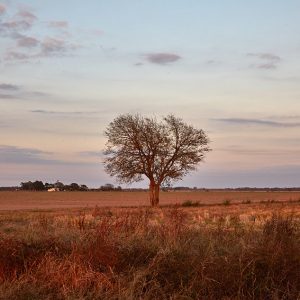 Bare tree in vacant field with buildings in the distance