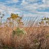 Tall grass in overgrown field under blue skies