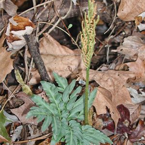 Green fern and flowering shaft growing amongst autumn leaves