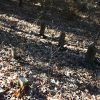 Gravestones in cemetery in forested area