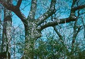 Tall trees in daylight