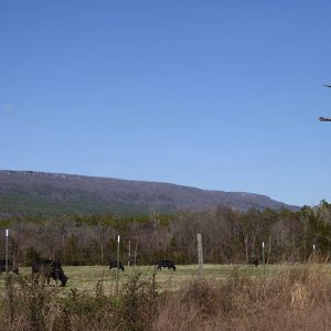 Cattle in fenced-in field with mountain in the background