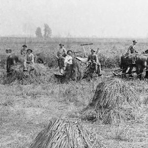 Group of white men working with tools and horses in rice field