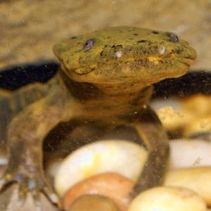 flat-headed salamander on rocks in water