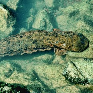 salamander in water on rocks as seen from above