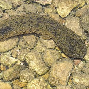 salamander in water on rocks as seen from above