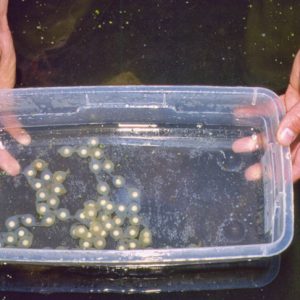 salamander eggs in plastic tub in person's hands