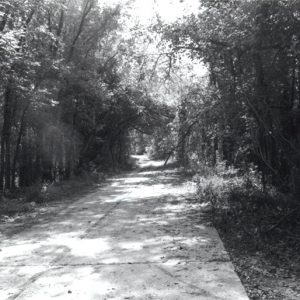 Narrow road with trees on both sides