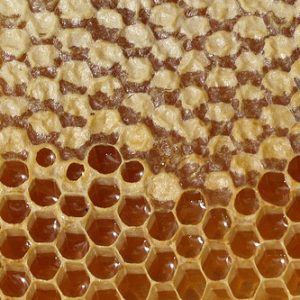 Hexagonal comb filled with honey