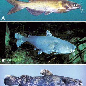 Catfish types with corresponding letters