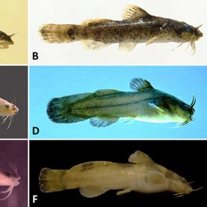 Catfish type fish with corresponding letters