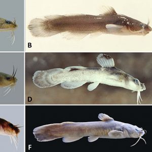 Catfish type fish with corresponding letters