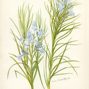 Watercolor of bluish flowers with green stems on a white background signed by Inez H. Whitfield