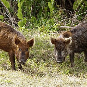 Nutria in creek and two hogs on grass