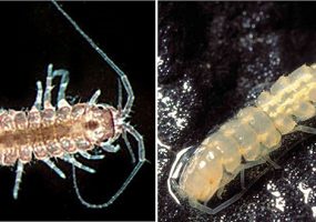 Tiny crustaceans found in caves