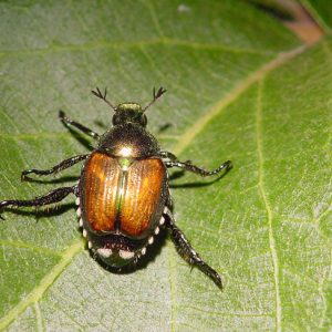 Close-up of beetle on green leaf